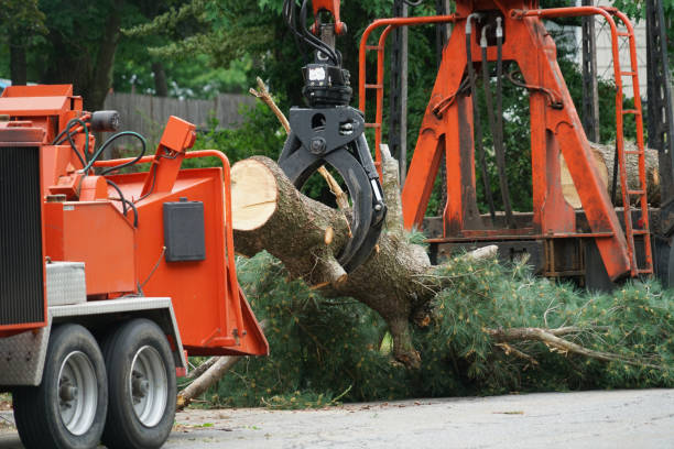 Best Palm Tree Trimming  in Red Chute, LA